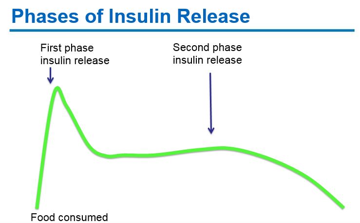 ahs phases insulin release