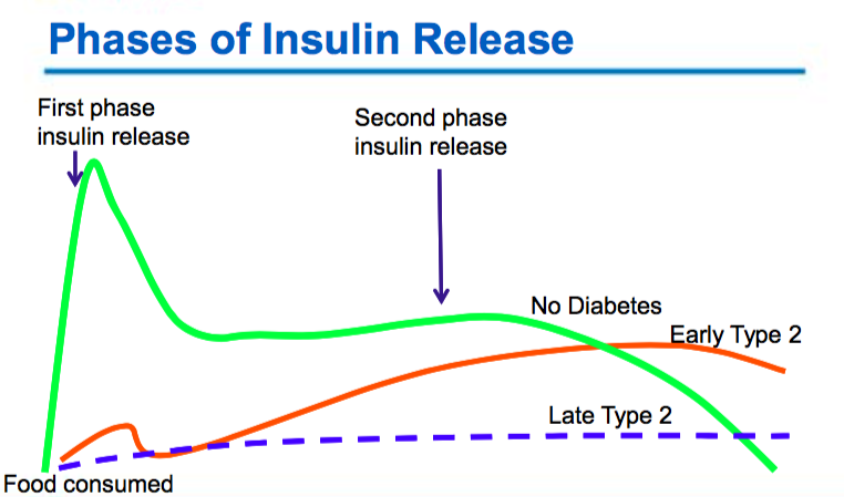phases of insulin release orig